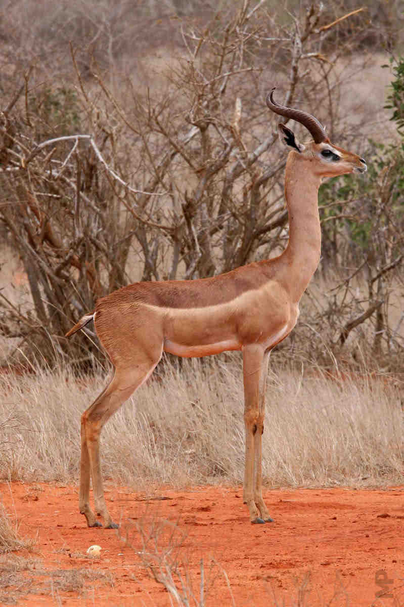 gazelle, girafe